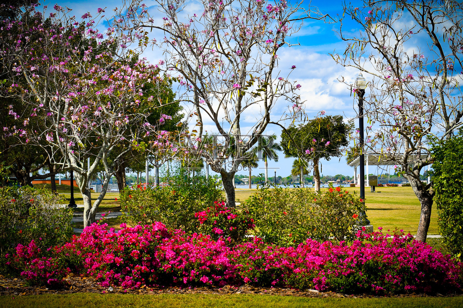 公园里有兰花树和九重葛照片摄影图片