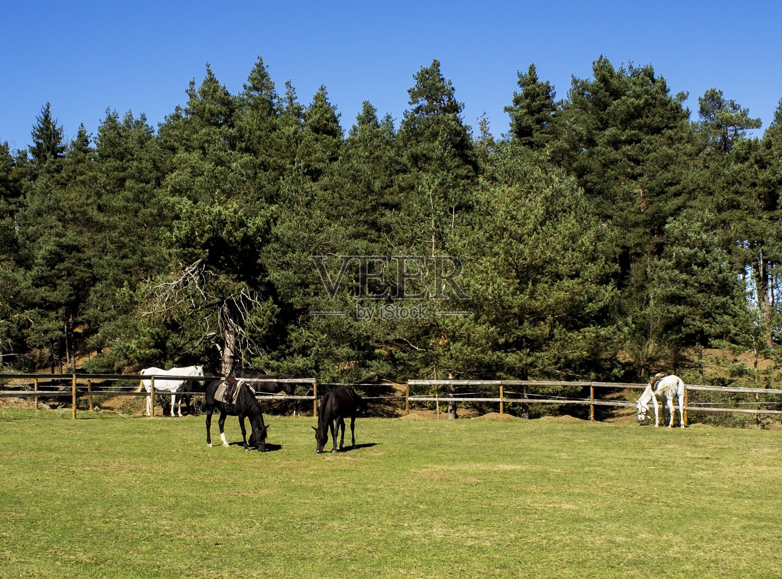 国内马照片摄影图片