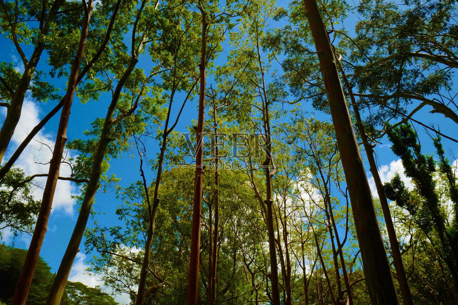 尤加利树照片摄影图片