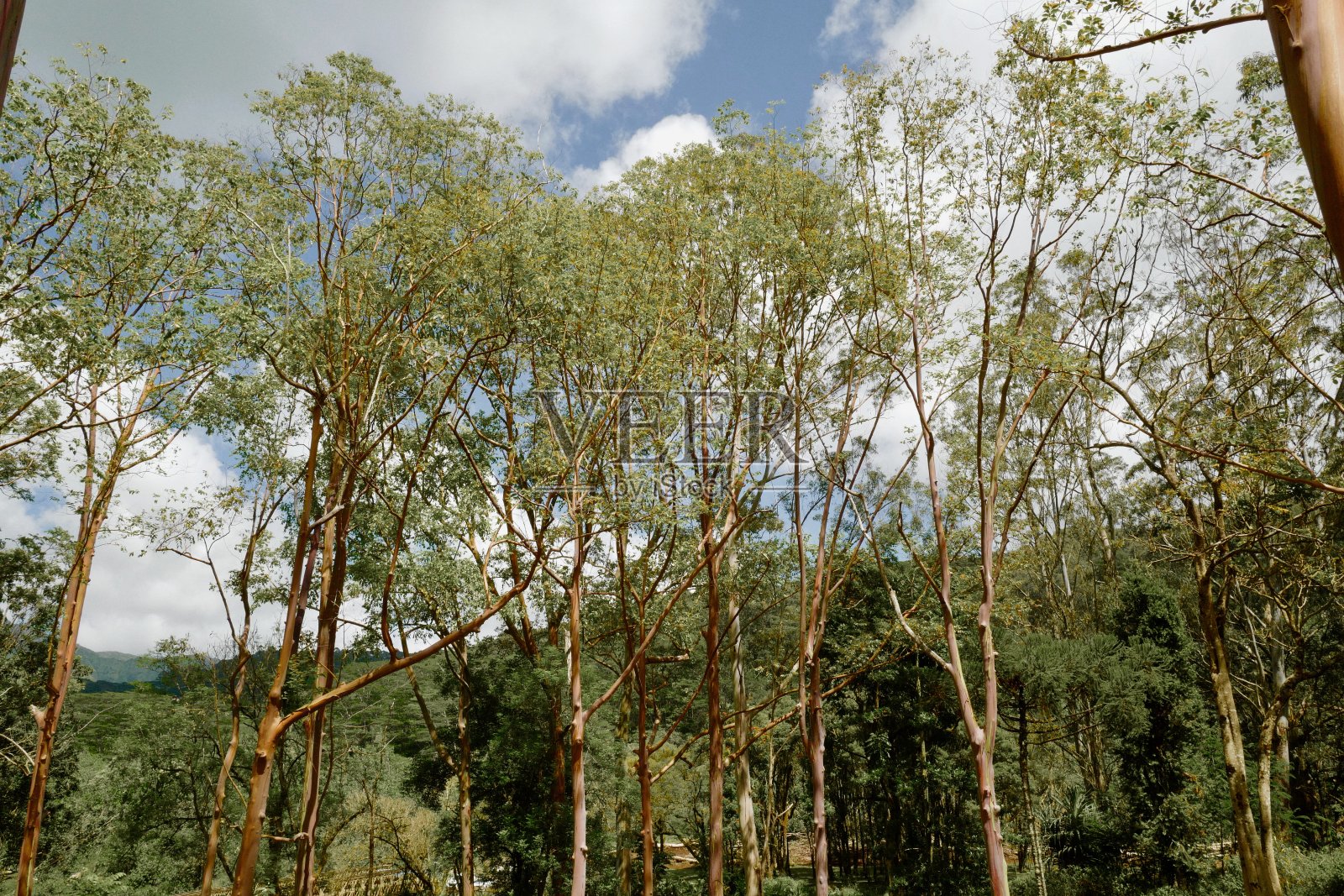 尤加利树照片摄影图片