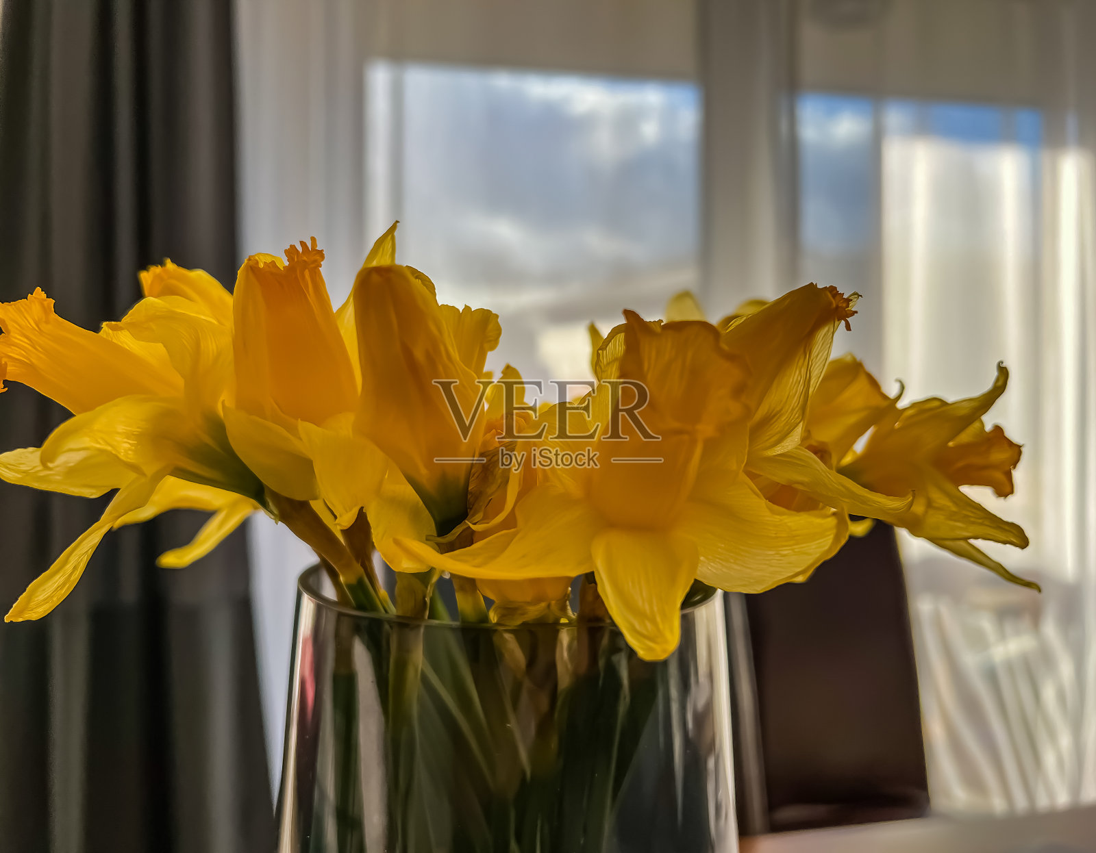 花瓶里的一株黄色室内植物。照片摄影图片