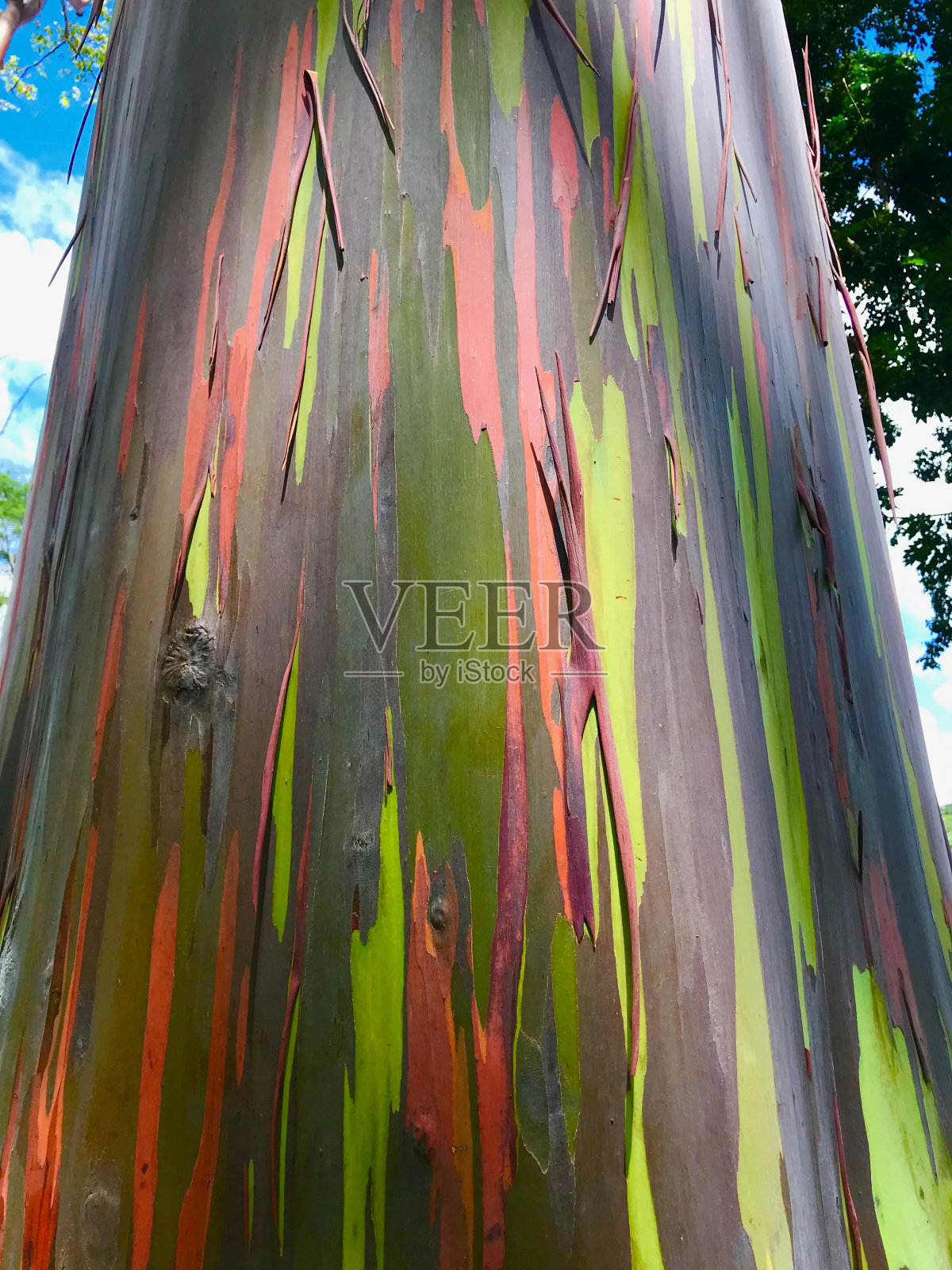 尤加利树照片摄影图片