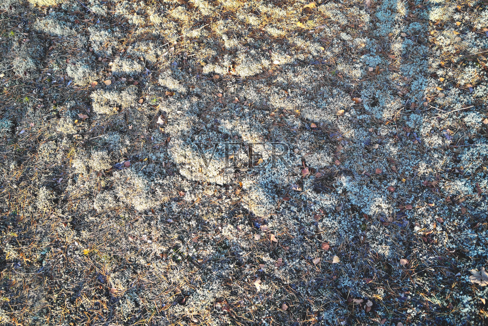 10、青苔林为创意,创意工作照片摄影图片