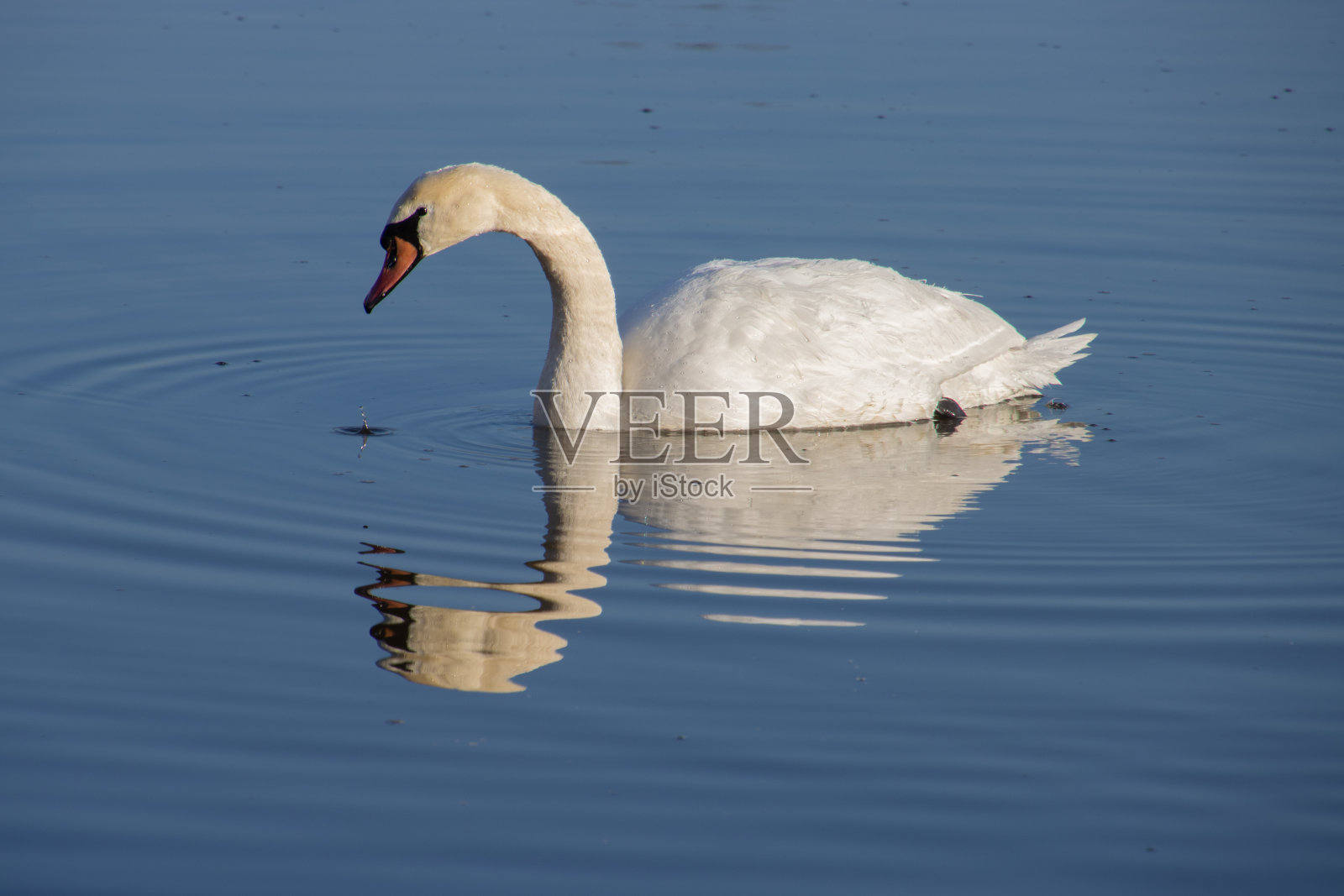 白天鹅在水面上倒影着水面,水珠从它的喙上滴落下来照片摄影图片