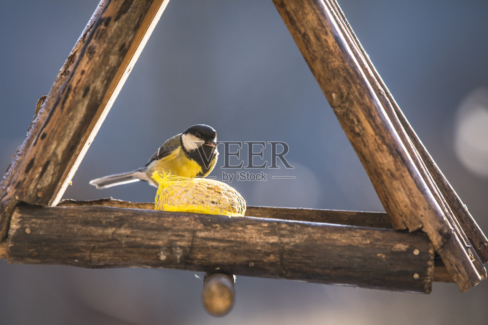 大山雀在喂鸟器喂鸟照片摄影图片