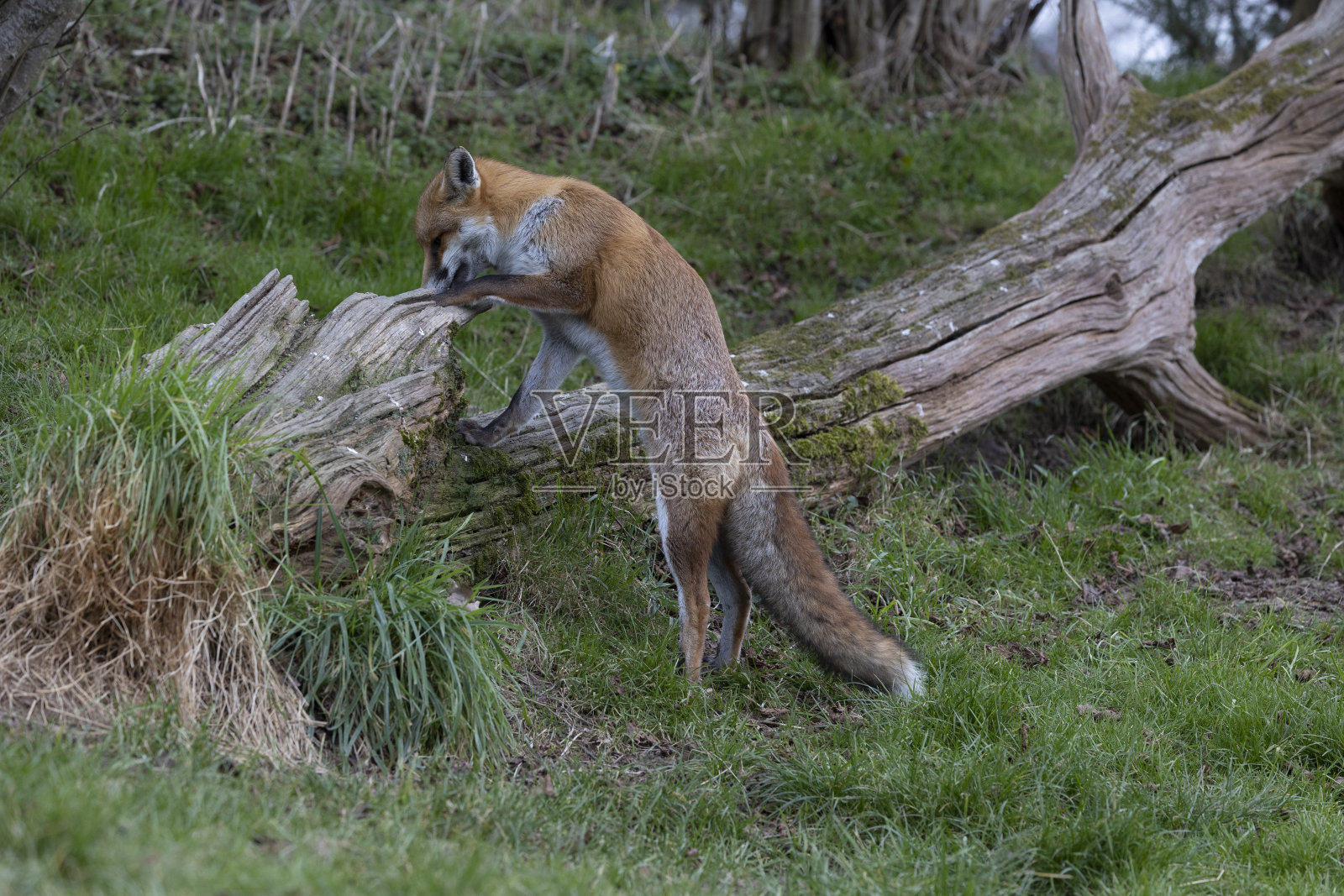 红狐狸照片摄影图片