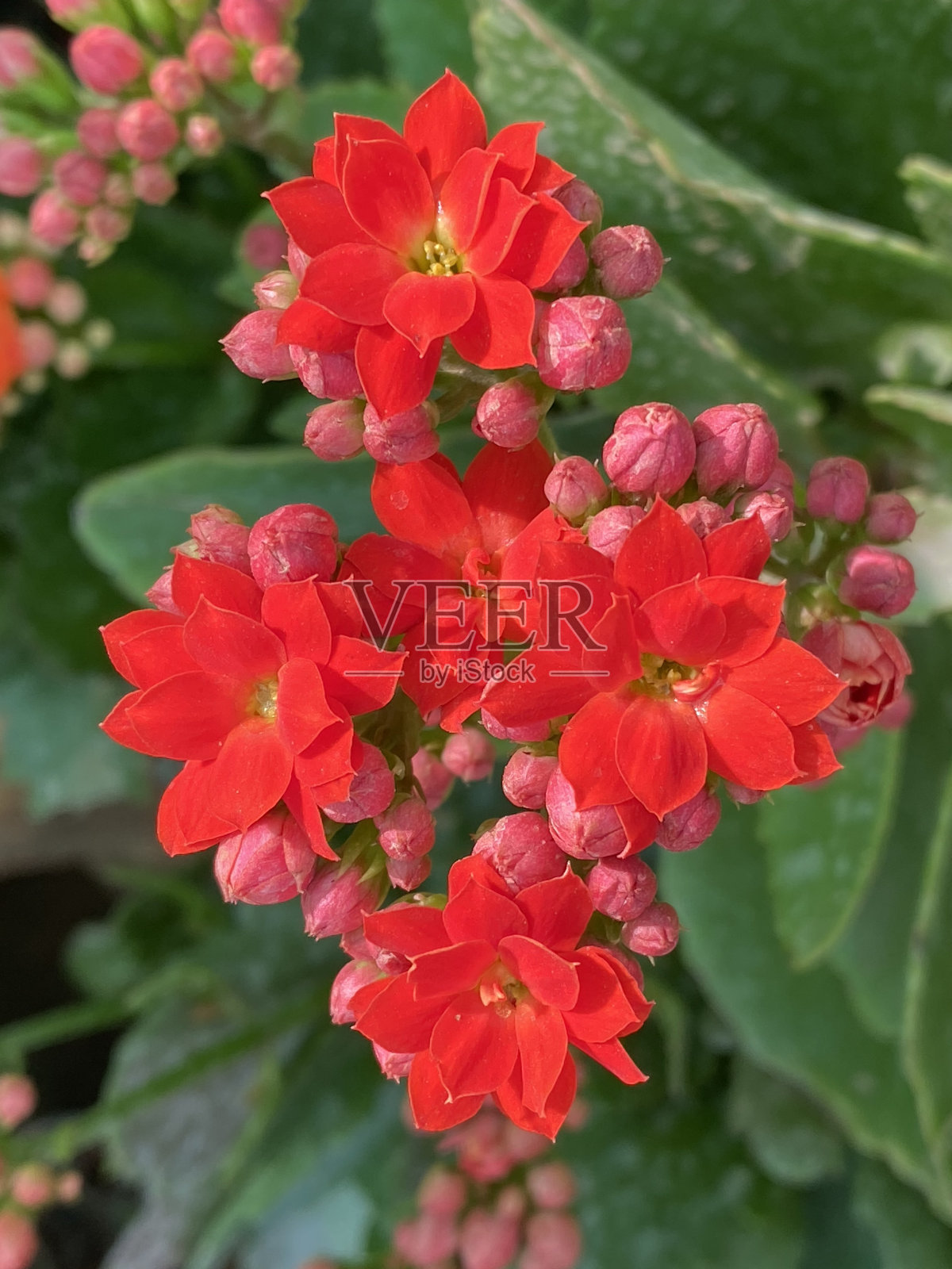 kalaneblossfeldiana是一种草本植物,通常栽培的室内植物的kalaneanenative马达加斯加。它的英文名字叫“flaming Katy”、“Christmas kal凤兰”、“florist kal凤兰”和“Madagascar widow’s-thrill”。照片摄影图片