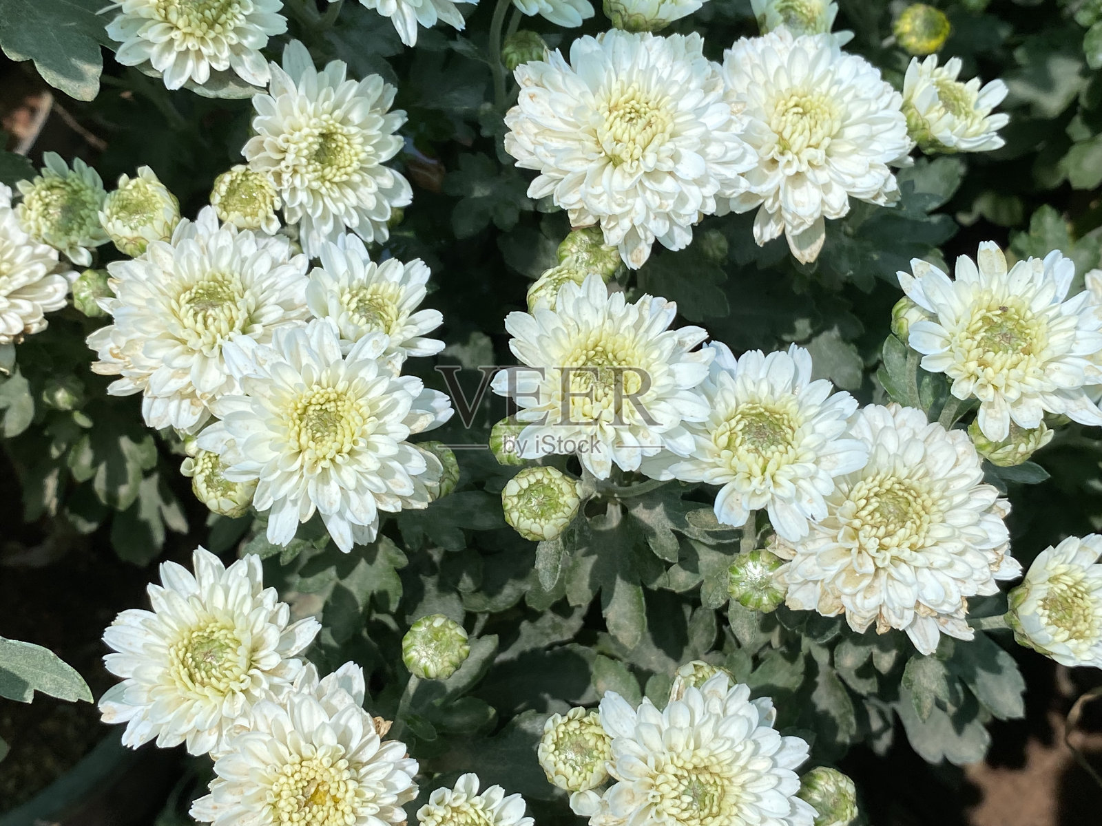 菊花蓝圆瓶照片摄影图片