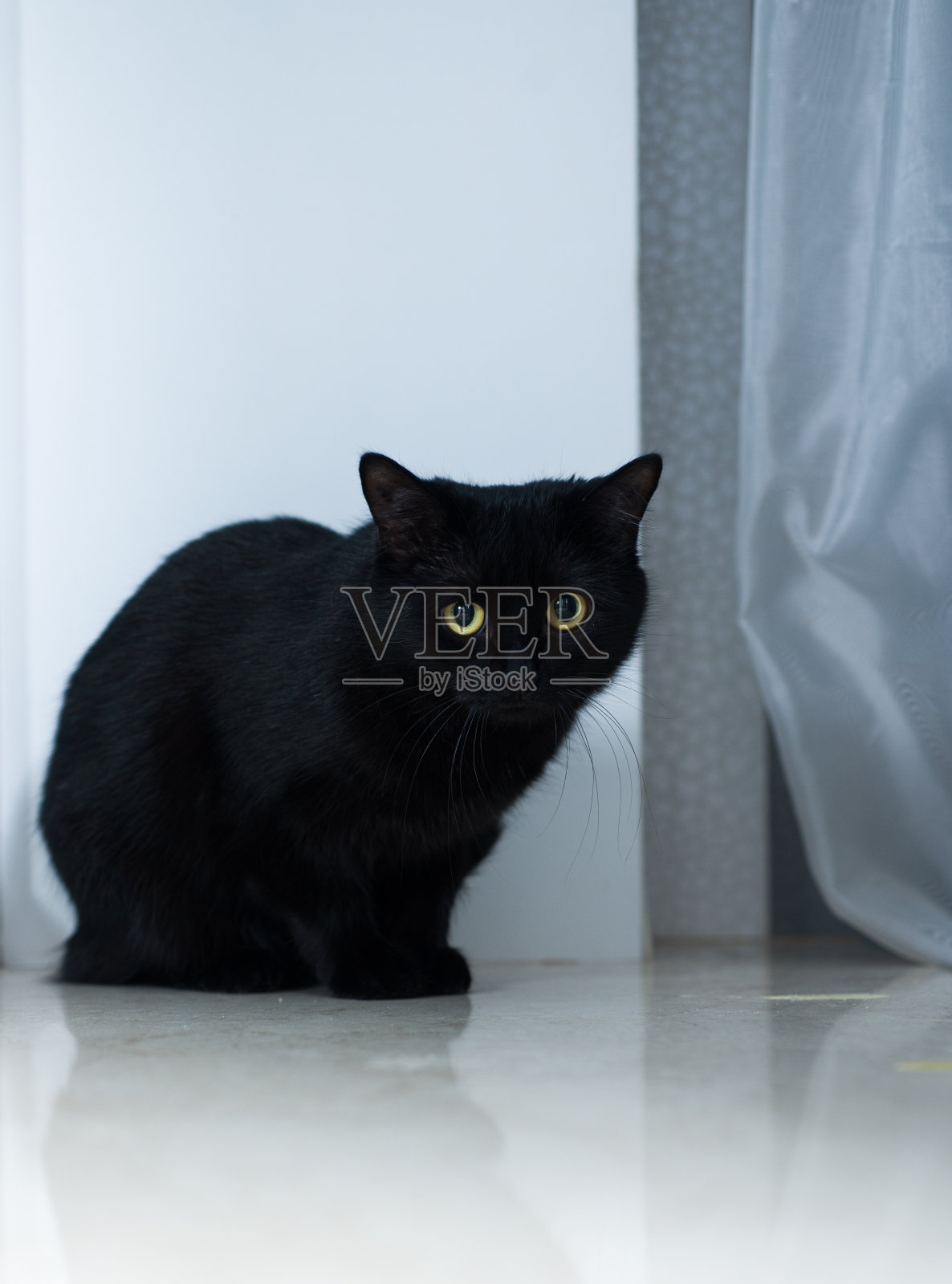 黑猫在白色的背景上有着大大的黄色的眼睛非常漂亮的猫照片摄影图片