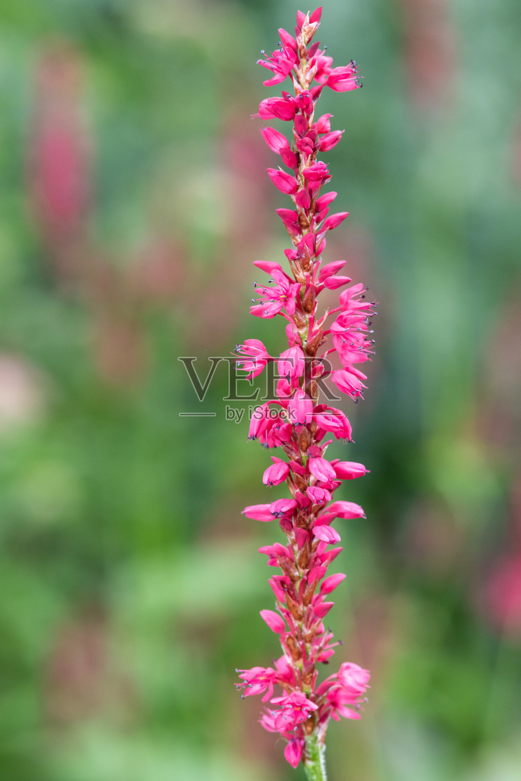红芸属植物照片摄影图片