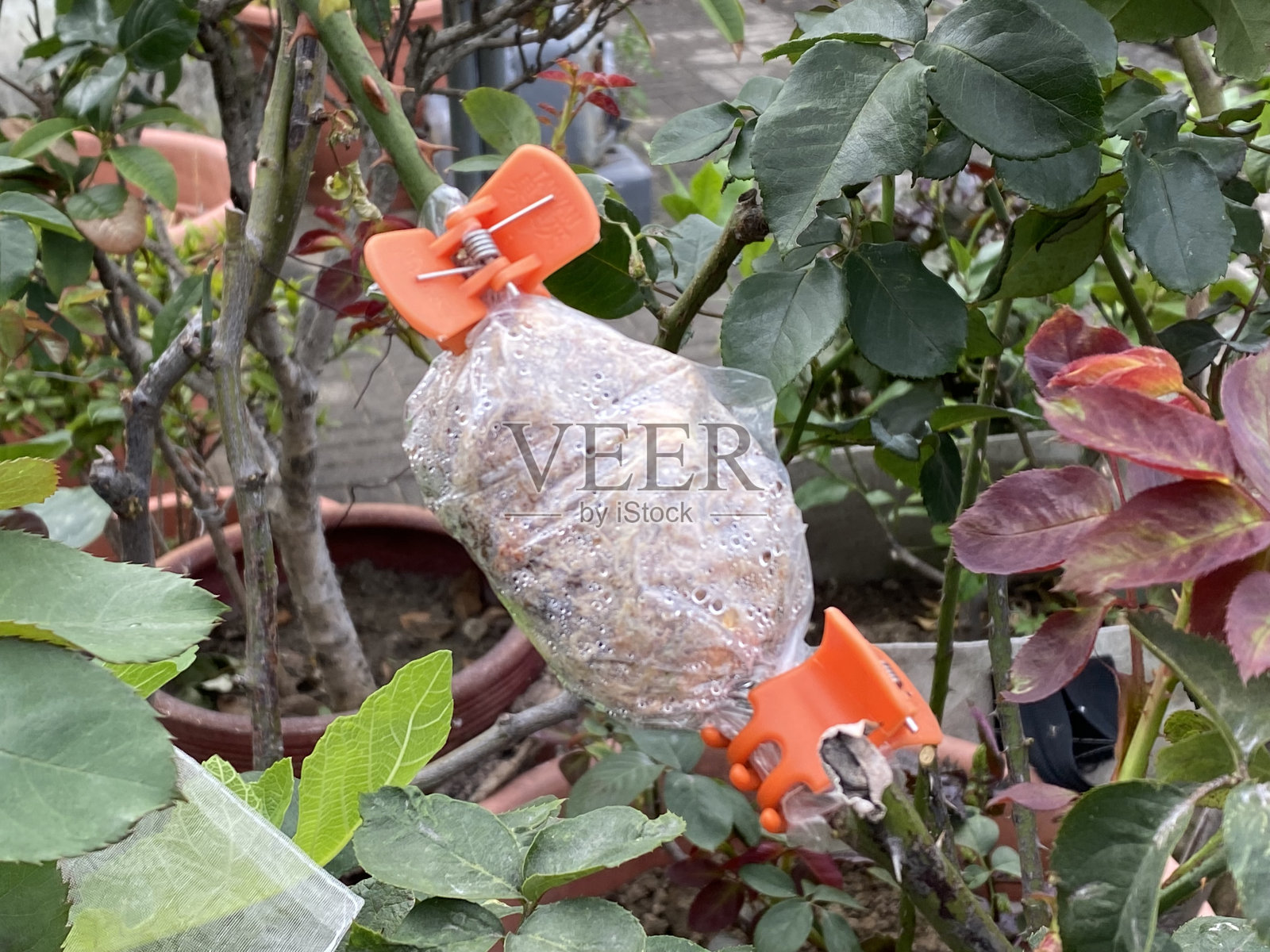 简单的现代嫁接系统照片摄影图片