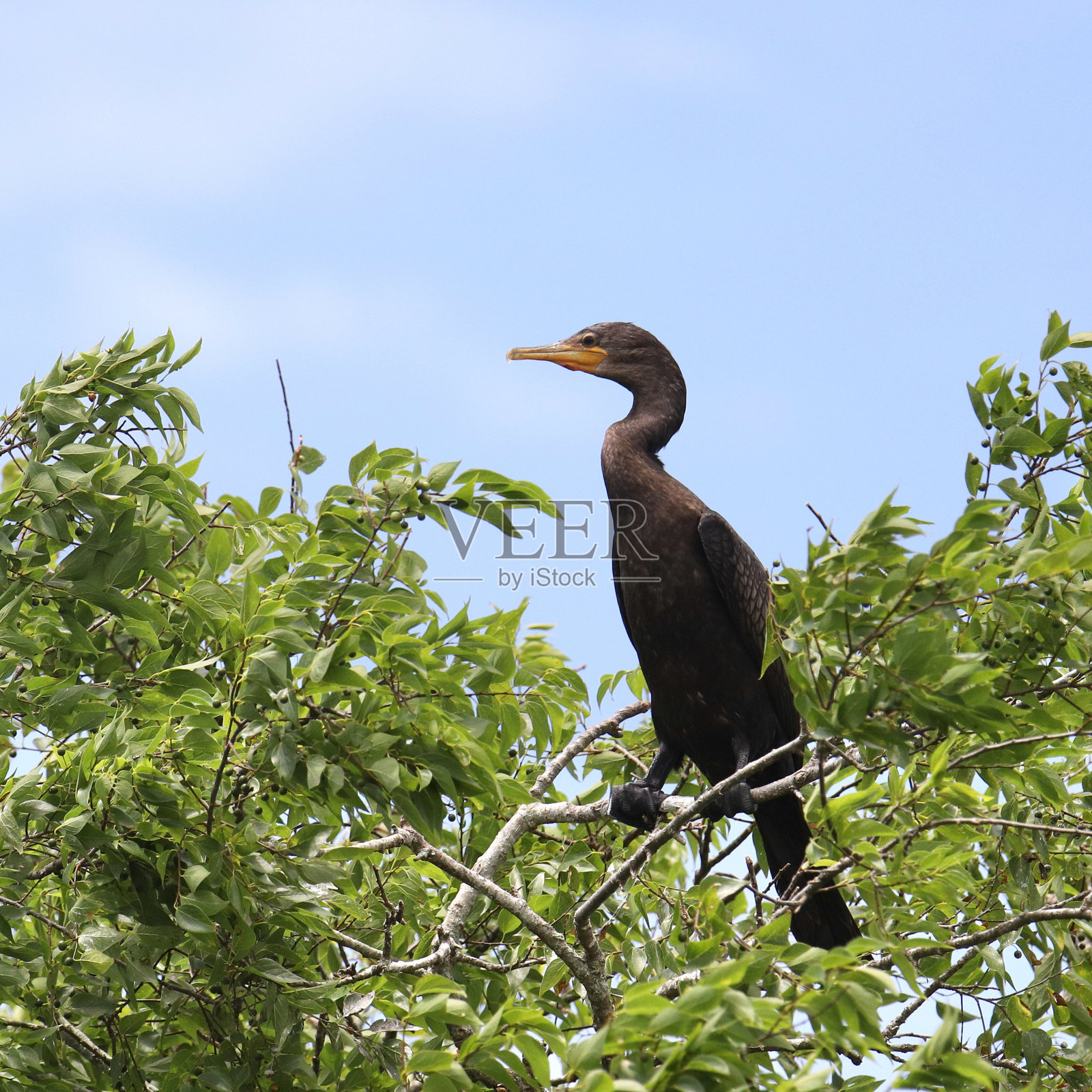 新热带鸬鹚(巴西鸬鹚)栖息在树顶照片摄影图片