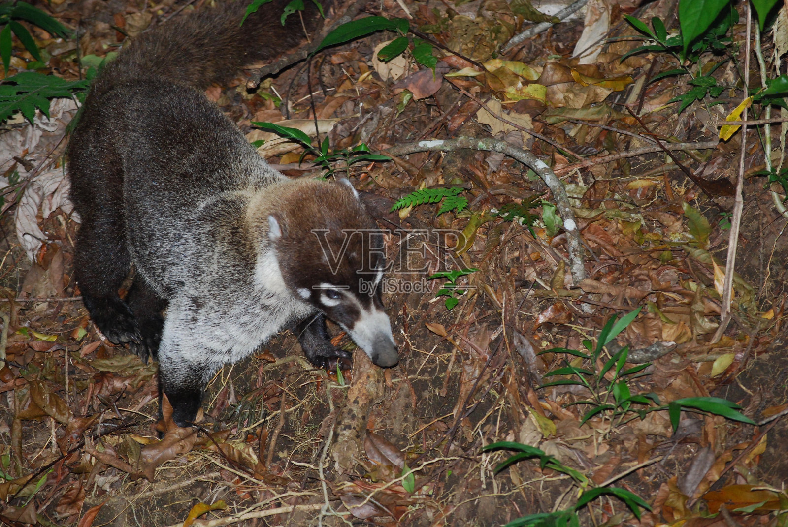 夜间的Coati Manuel Antonio国家公园照片摄影图片
