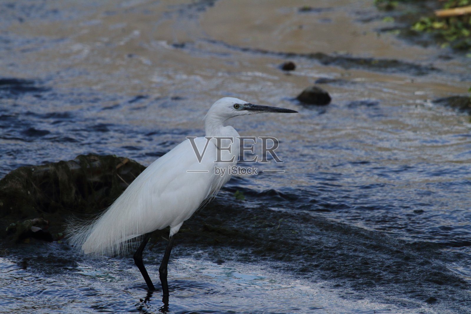 在小溪里拍的鸟照片摄影图片