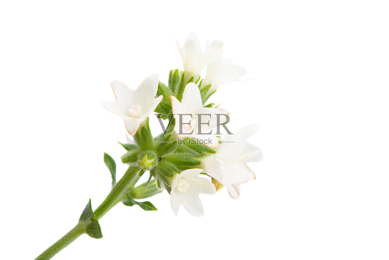 草甸孤立的白色花朵照片摄影图片