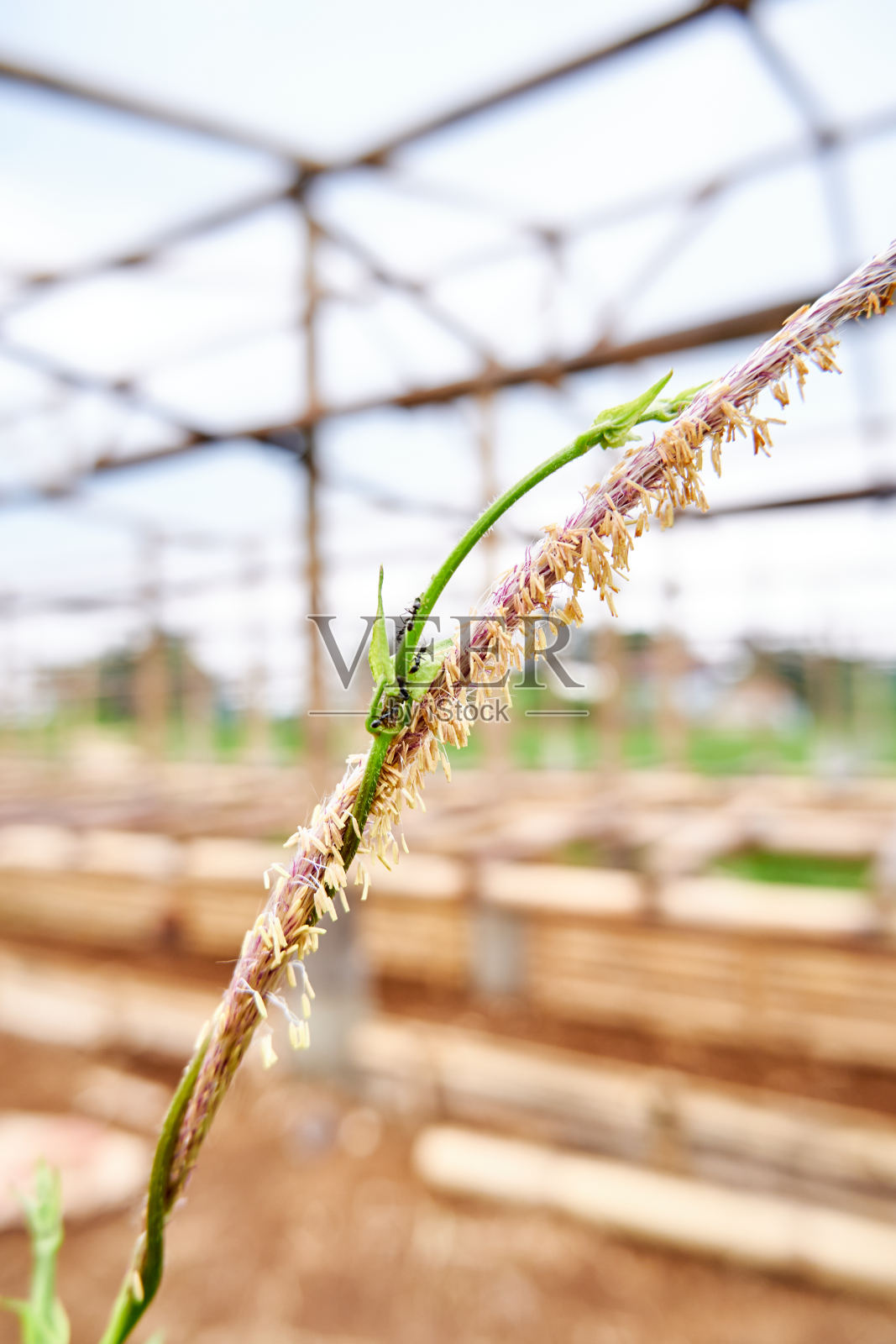 野生植物照片摄影图片