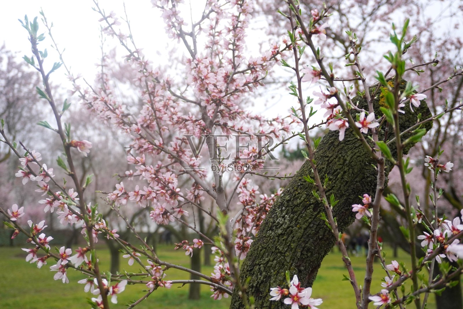 杏树和樱桃树开花了照片摄影图片