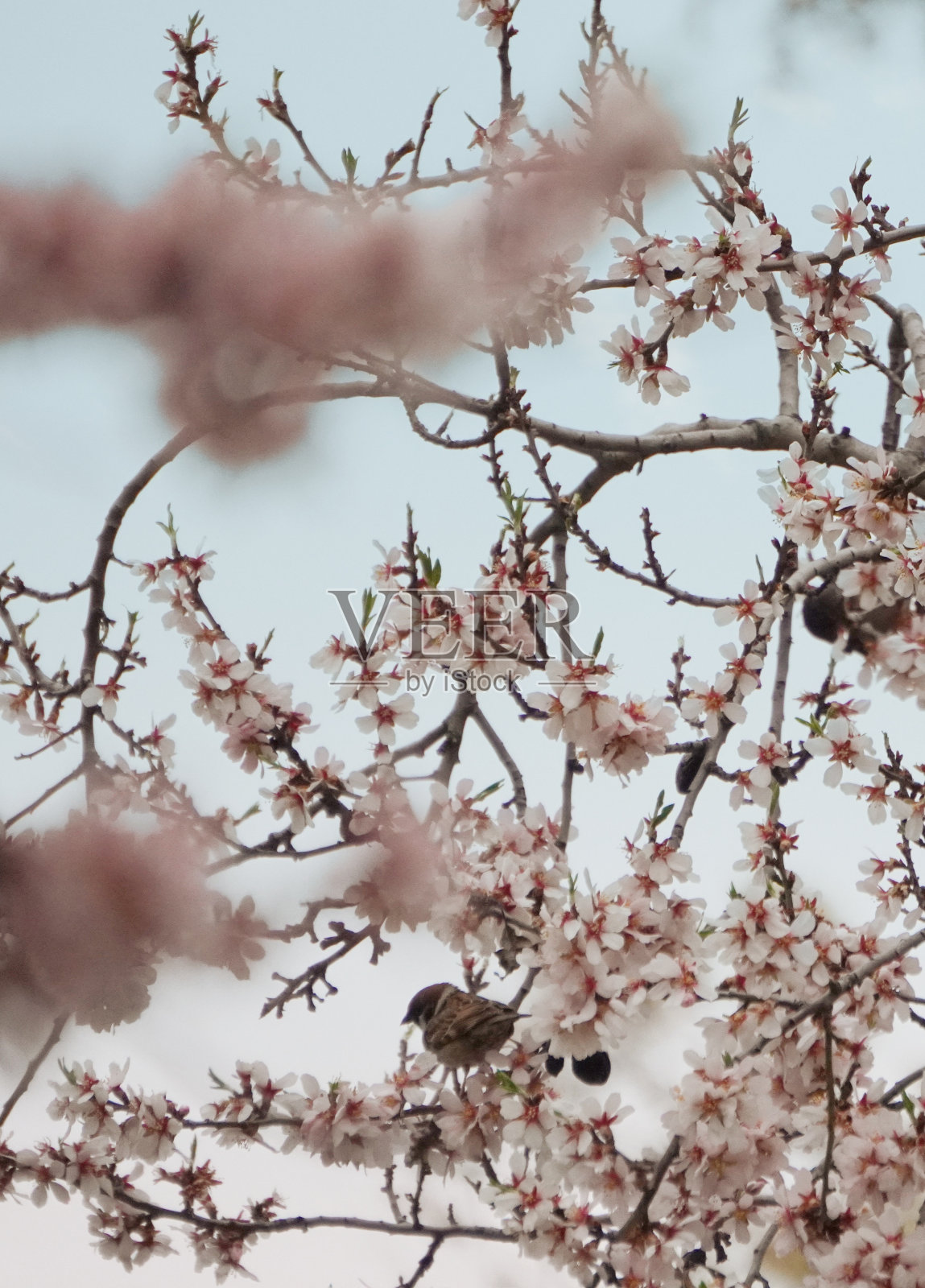 杏树和樱桃树开花了照片摄影图片