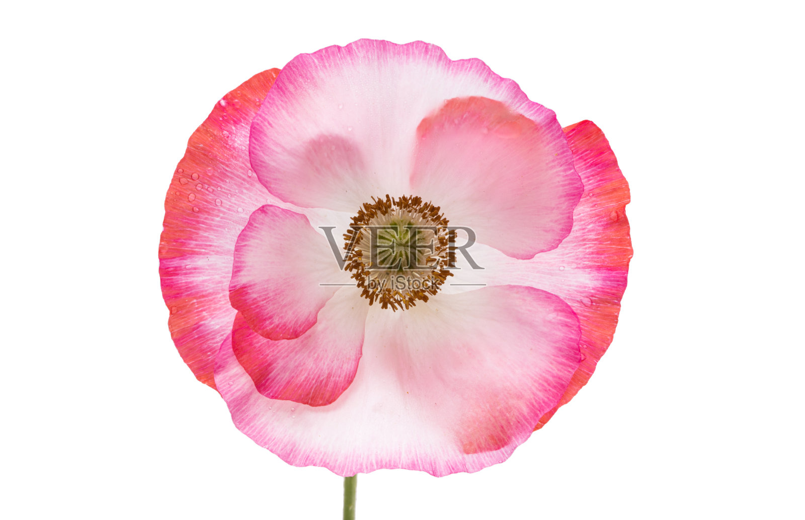 美丽的罂粟花照片摄影图片