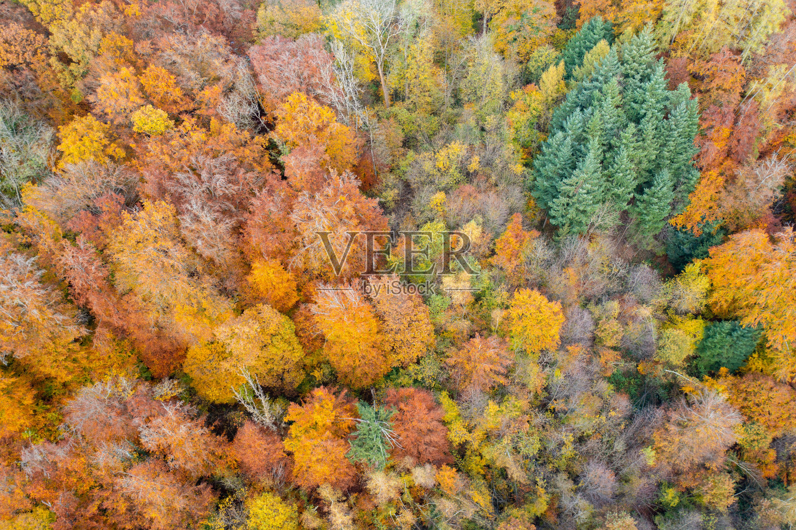 瑞士惊人的色彩丰富的森林。树上有许多不同的颜色。美妙的无人机飞行和美丽的风景。照片摄影图片