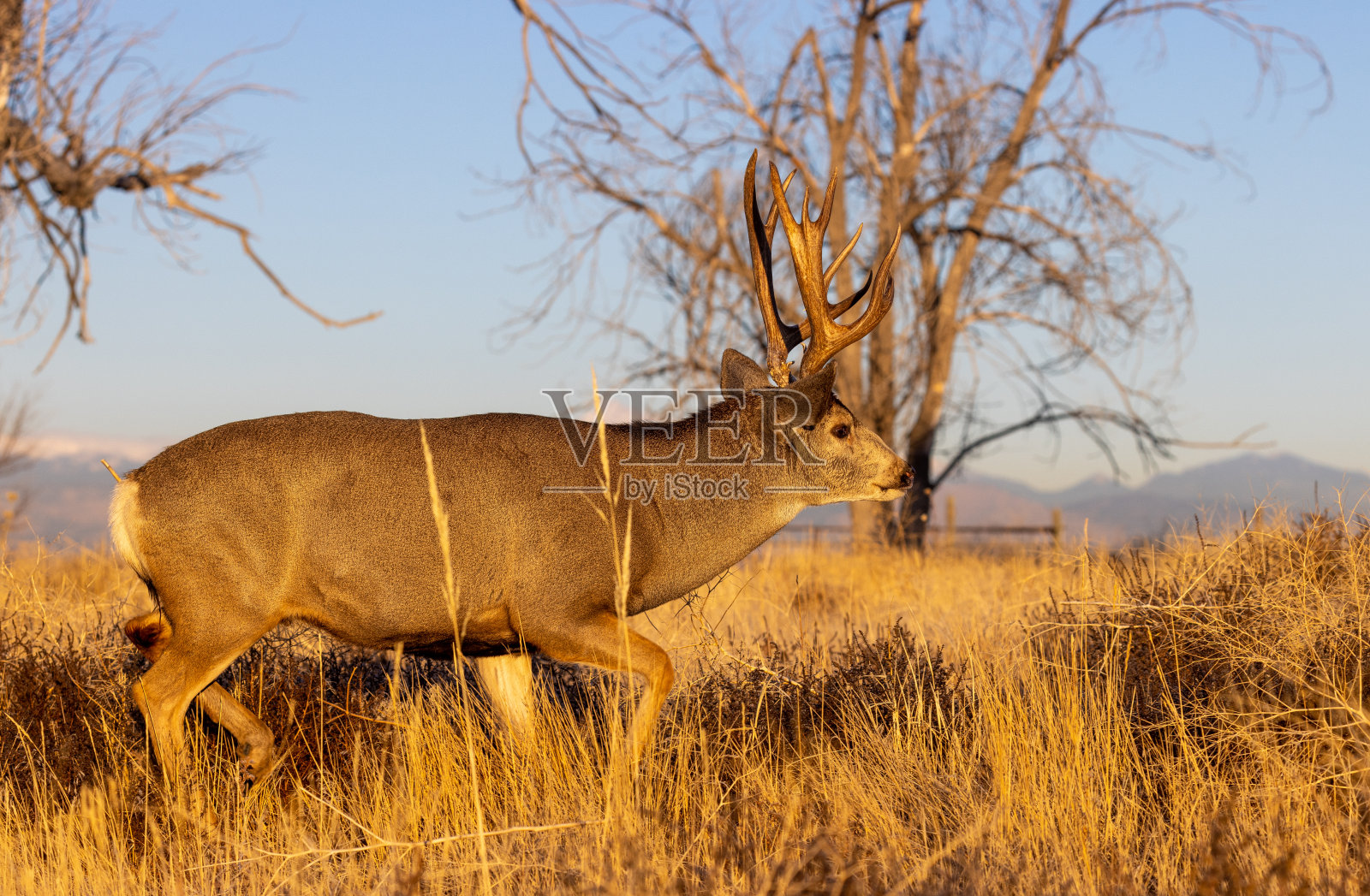 在科罗拉多州的秋天,长尾鹿是雄鹿照片摄影图片