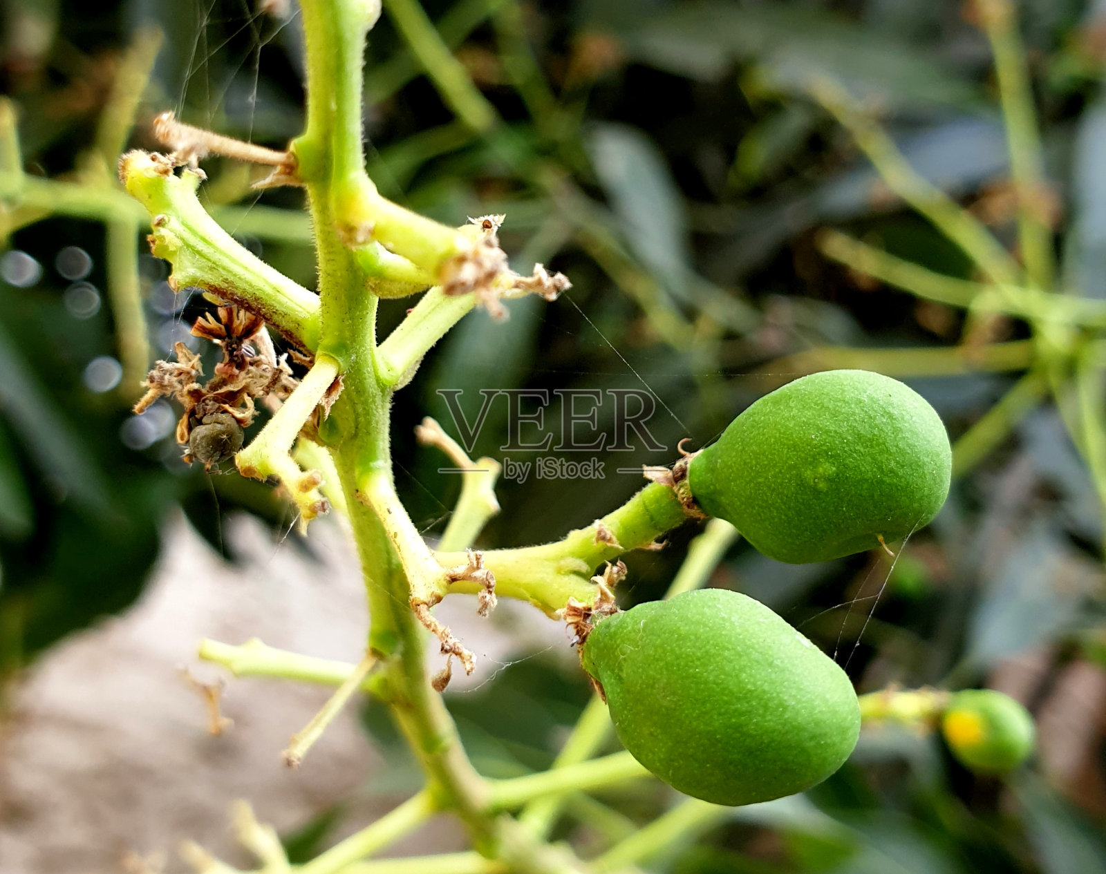 小芒果照片摄影图片