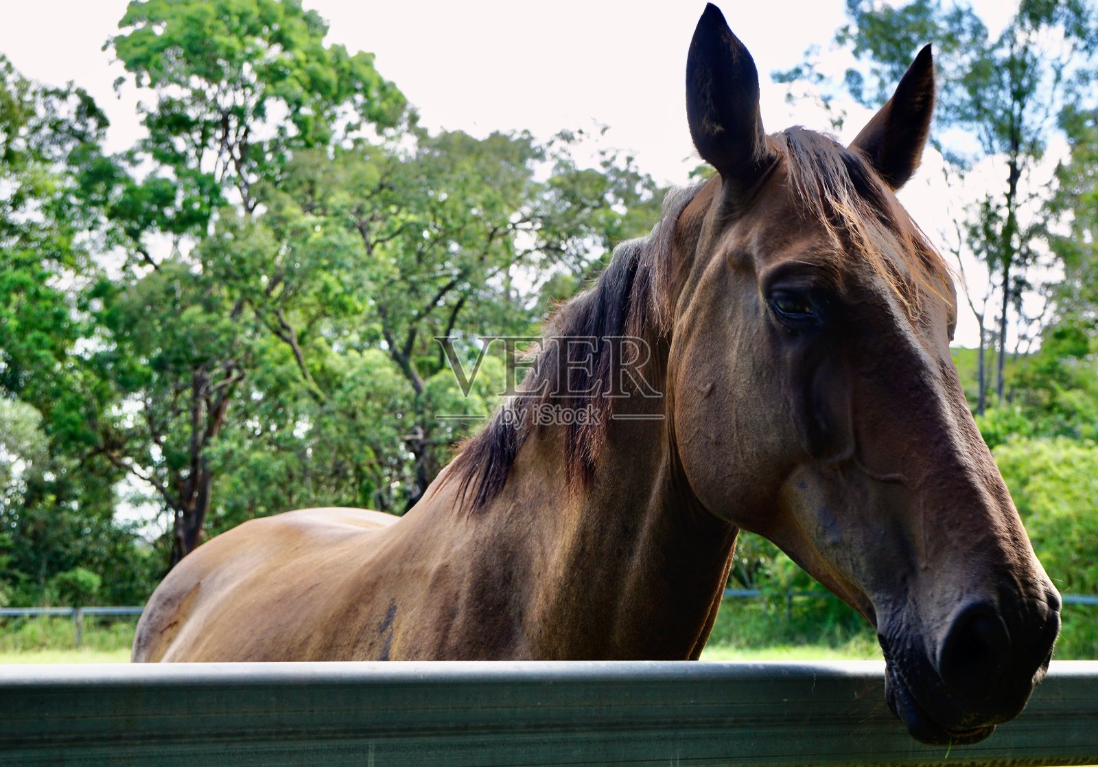 西海岸布朗,喀布尔灰色,贡多拉黑色马肖像,布里斯班西部照片摄影图片