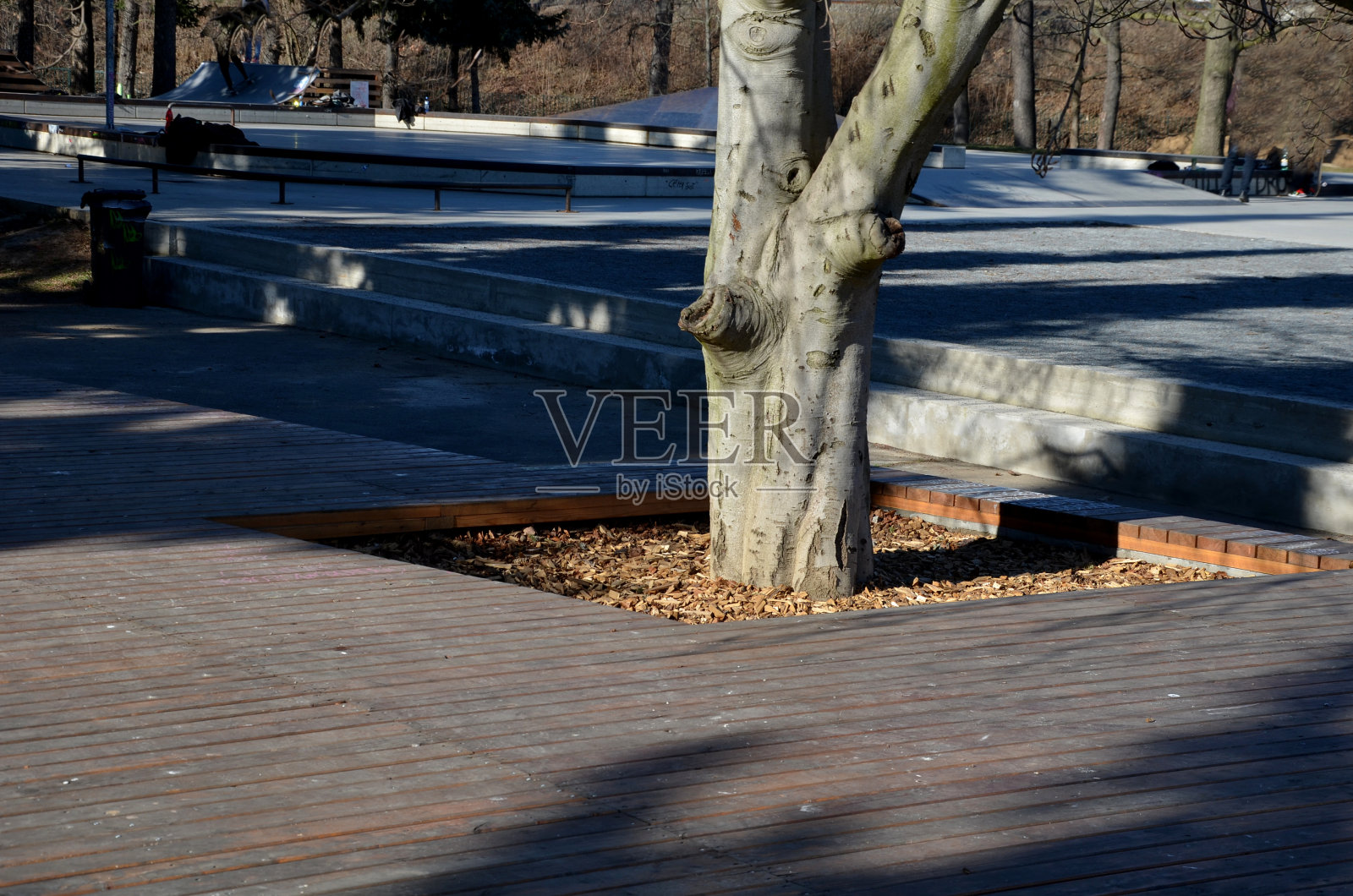 广场上带有自行车架的休闲露台。这棵树生长在没有浸渍的橡木坚实的木板和橡木灰色的木梁上。露台上的木材在几个方向折叠。照片摄影图片