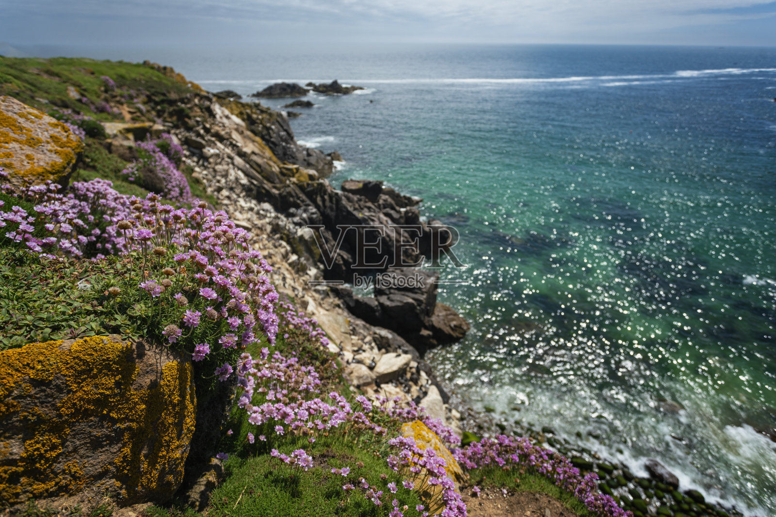 爱尔兰韦克斯福德郡,Saltee大岛的海岸线上盛开着鲜花照片摄影图片