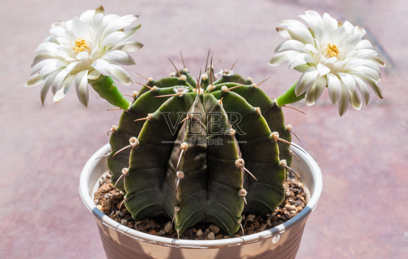 裸萼仙人掌,双生白花,开花。照片摄影图片