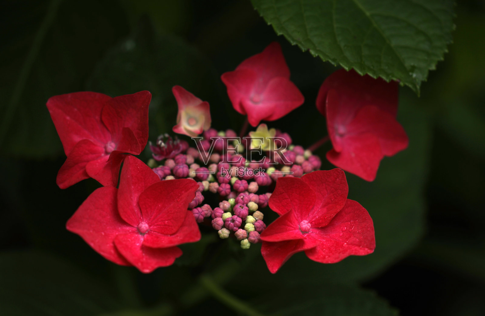 花园里盛开的绣球花照片摄影图片