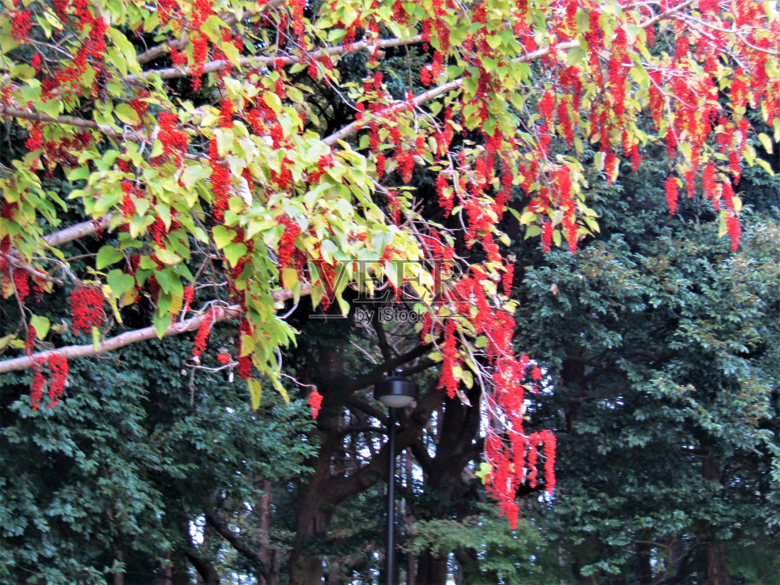 日本。11月。秋天的果实。照片摄影图片
