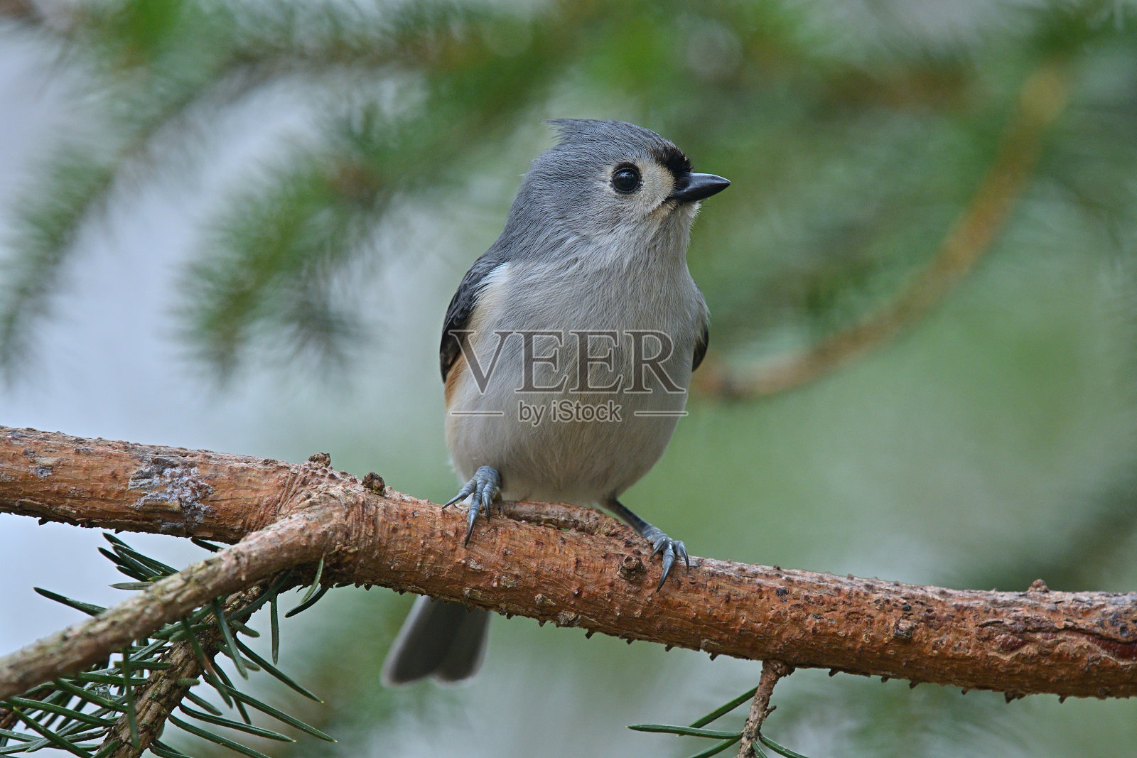 云杉树上的簇毛山雀照片摄影图片
