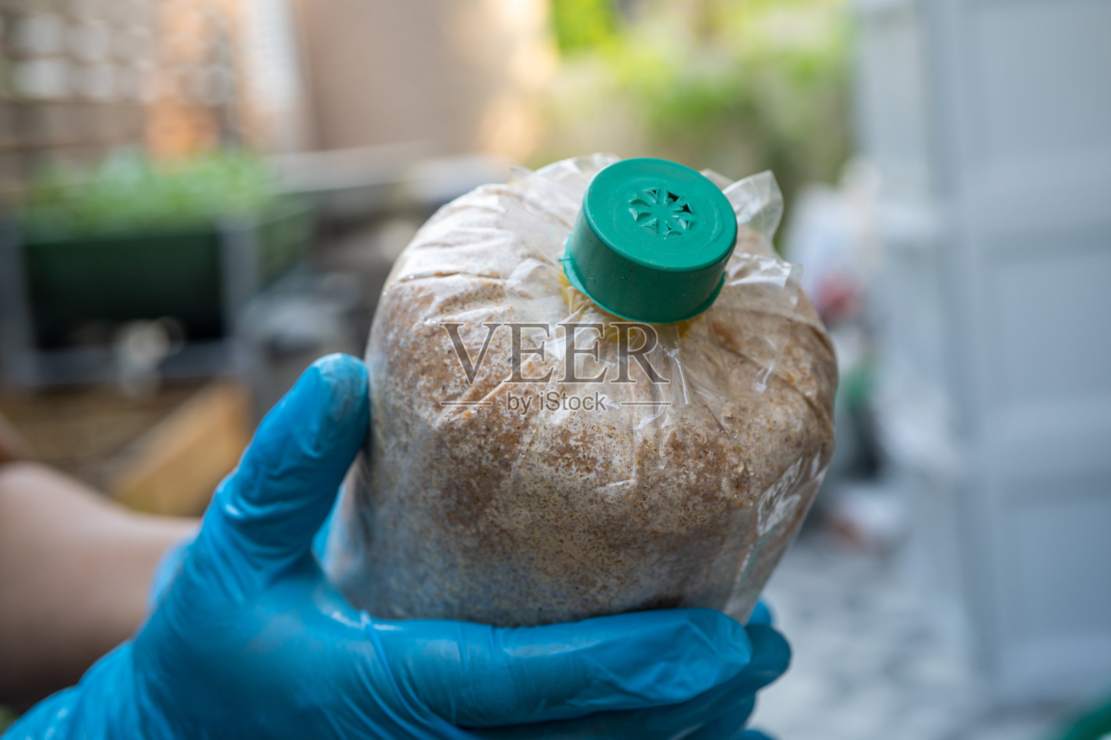 蘑菇栽培,袋装蘑菇,用于农场生产。照片摄影图片