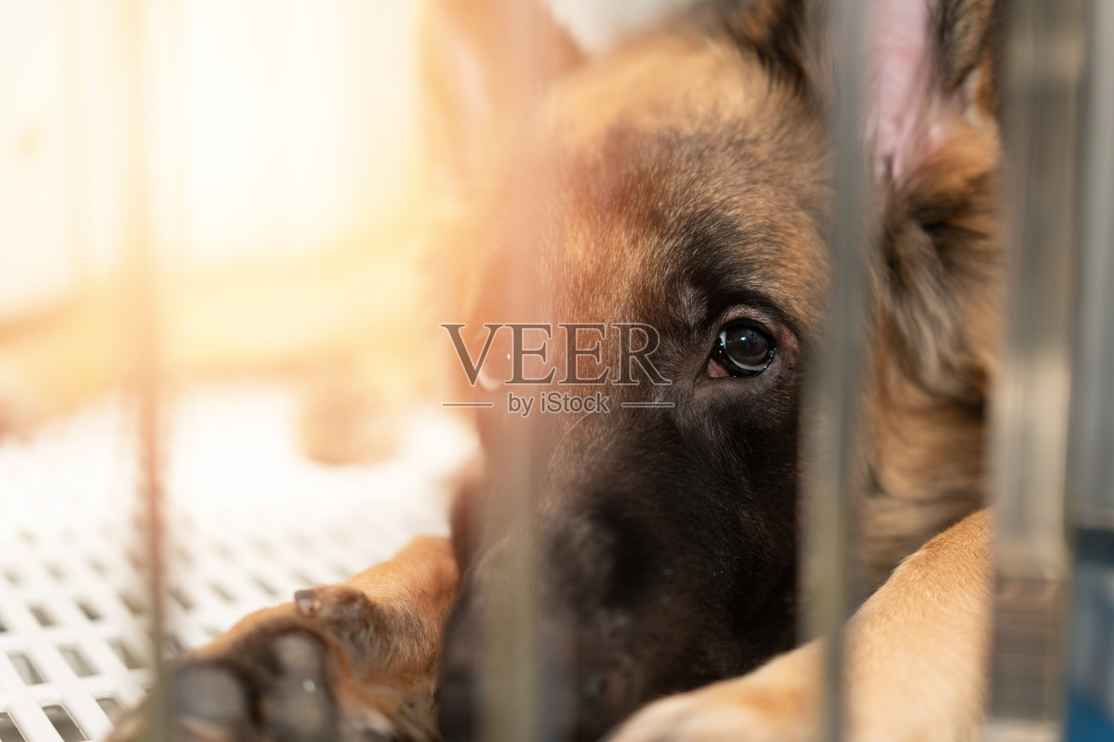 在宠物之爱的概念下,狗与孩子主人躺在一起照片摄影图片