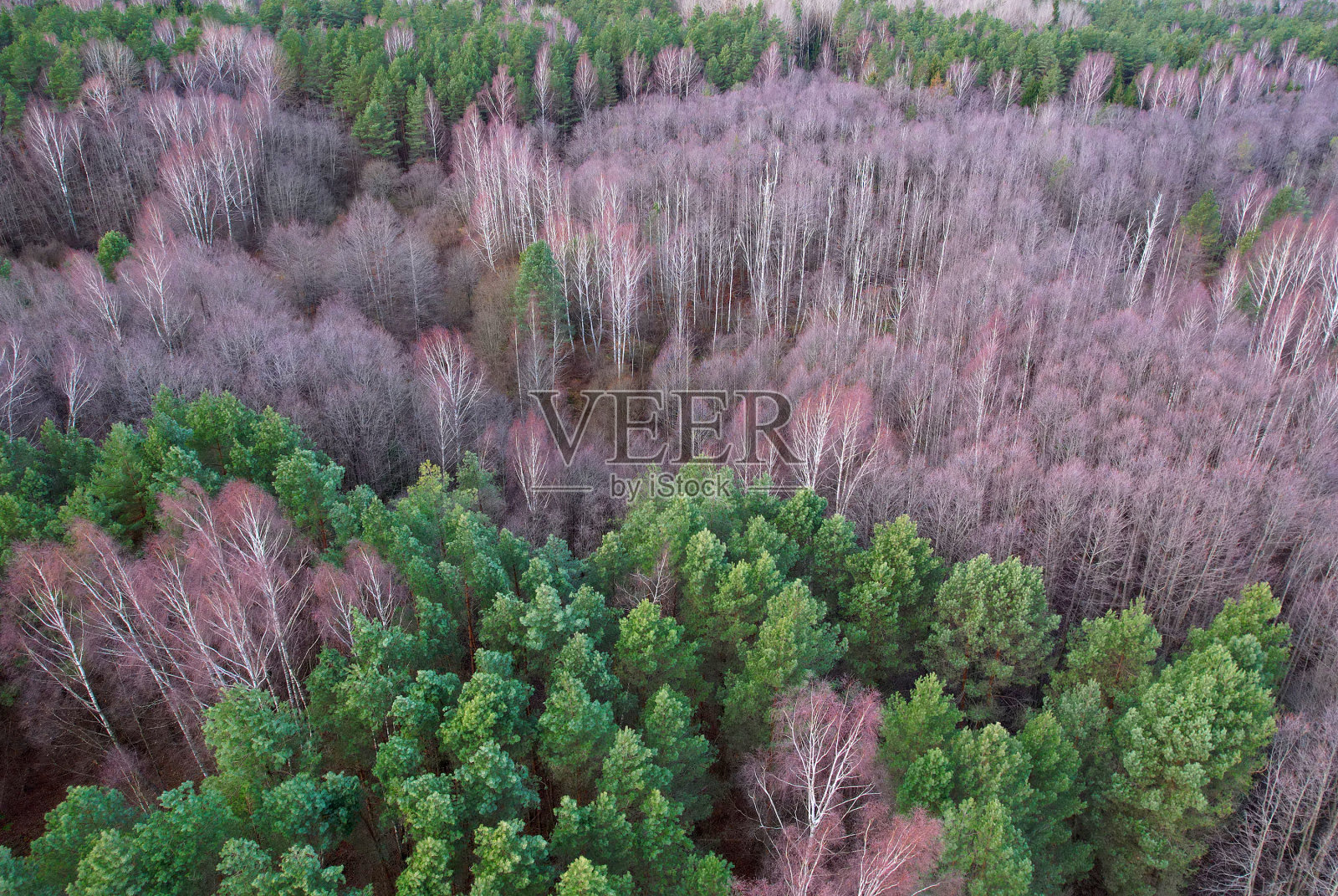 有树的森林,从上面看。树木在春天的季节在森林里。森林背景,鸟瞰图。照片摄影图片