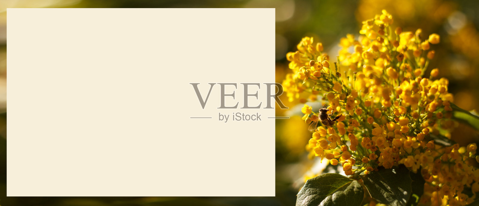 蜜蜂收集花蜜盛开的美丽的黄色马霍尼树-蜜树照片摄影图片