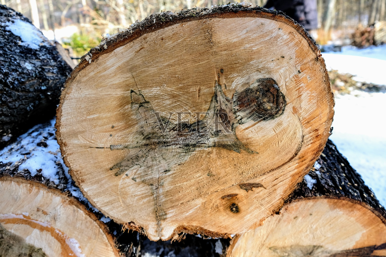 树切面与同心环照片摄影图片