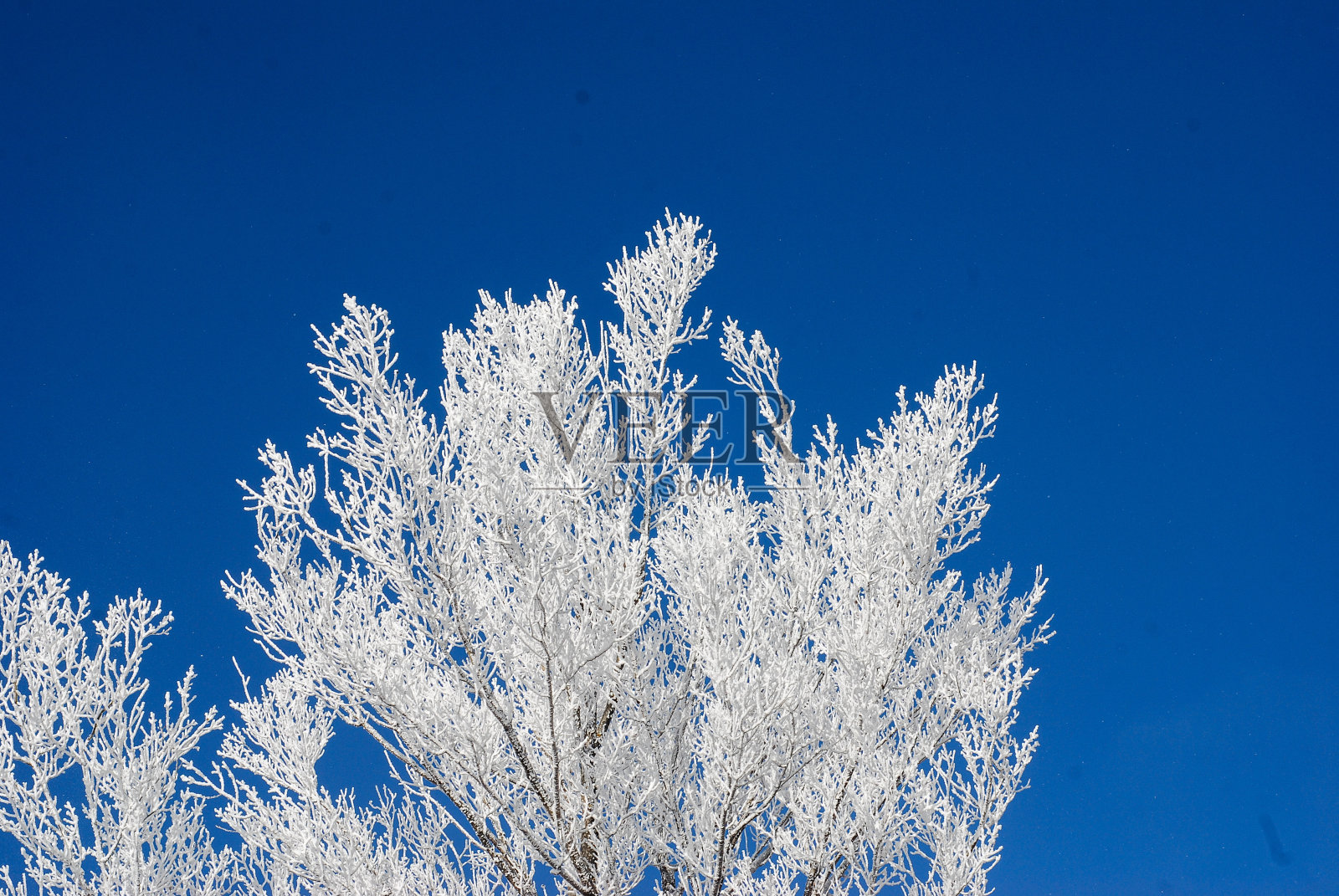 亚美尼亚特日勒洛里的一棵冰树照片摄影图片