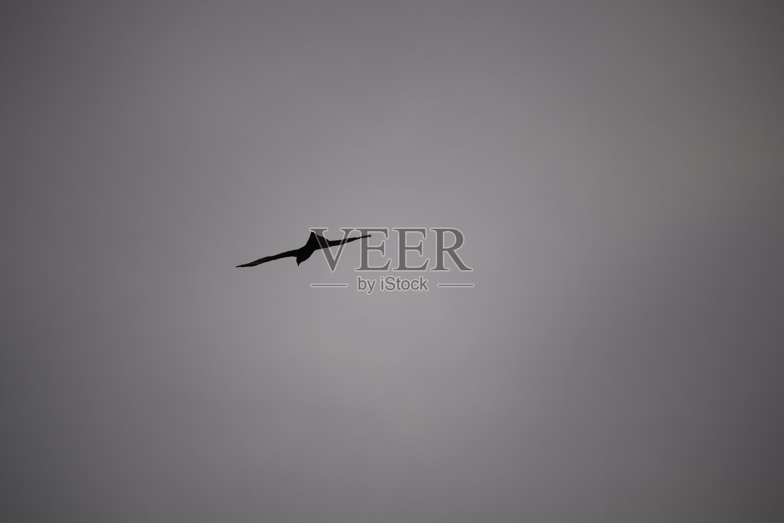 小鸟照片摄影图片