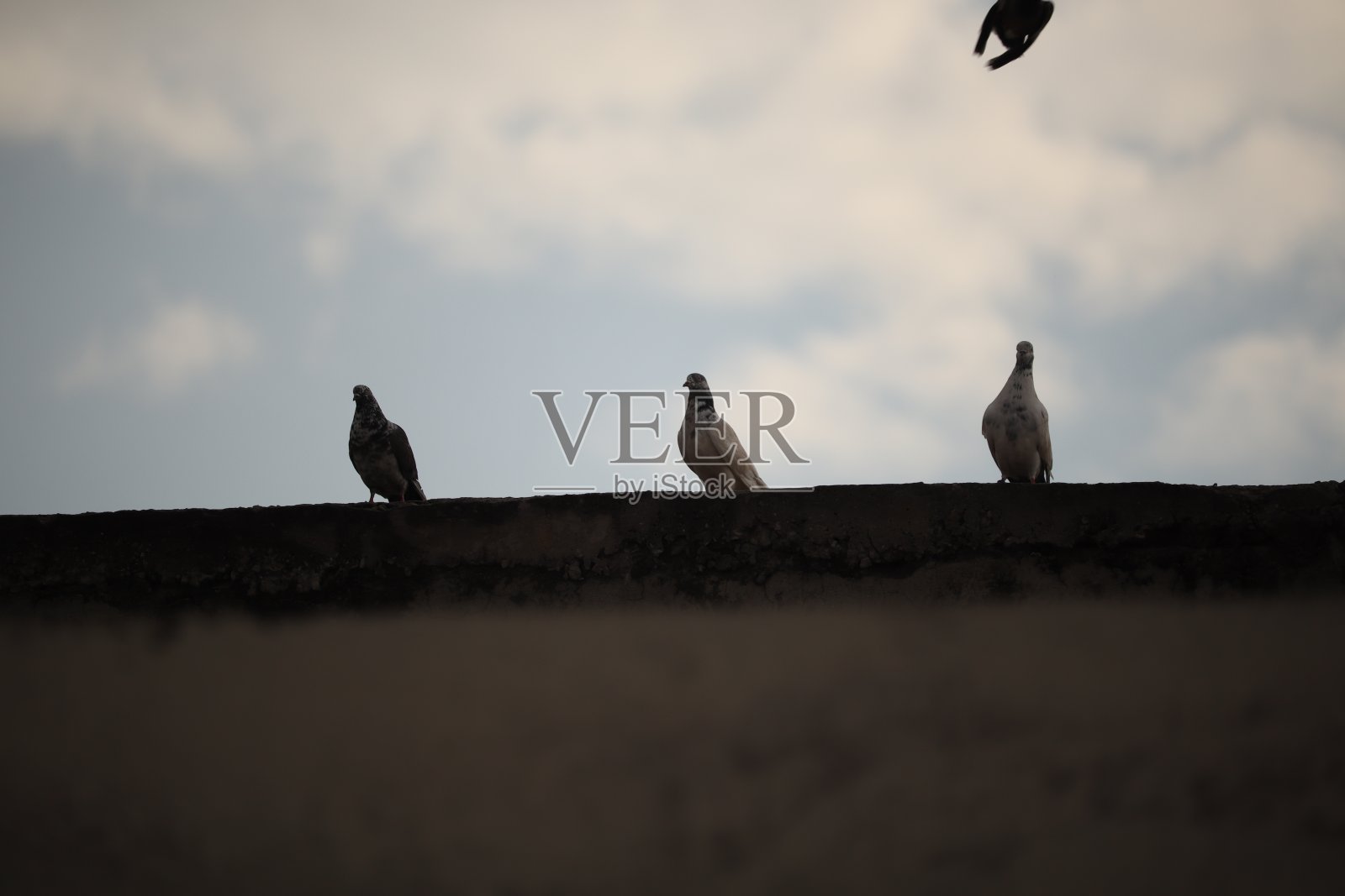 小鸟照片摄影图片