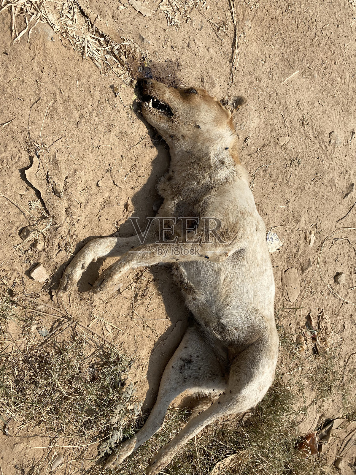 狗狗意外死亡照片摄影图片