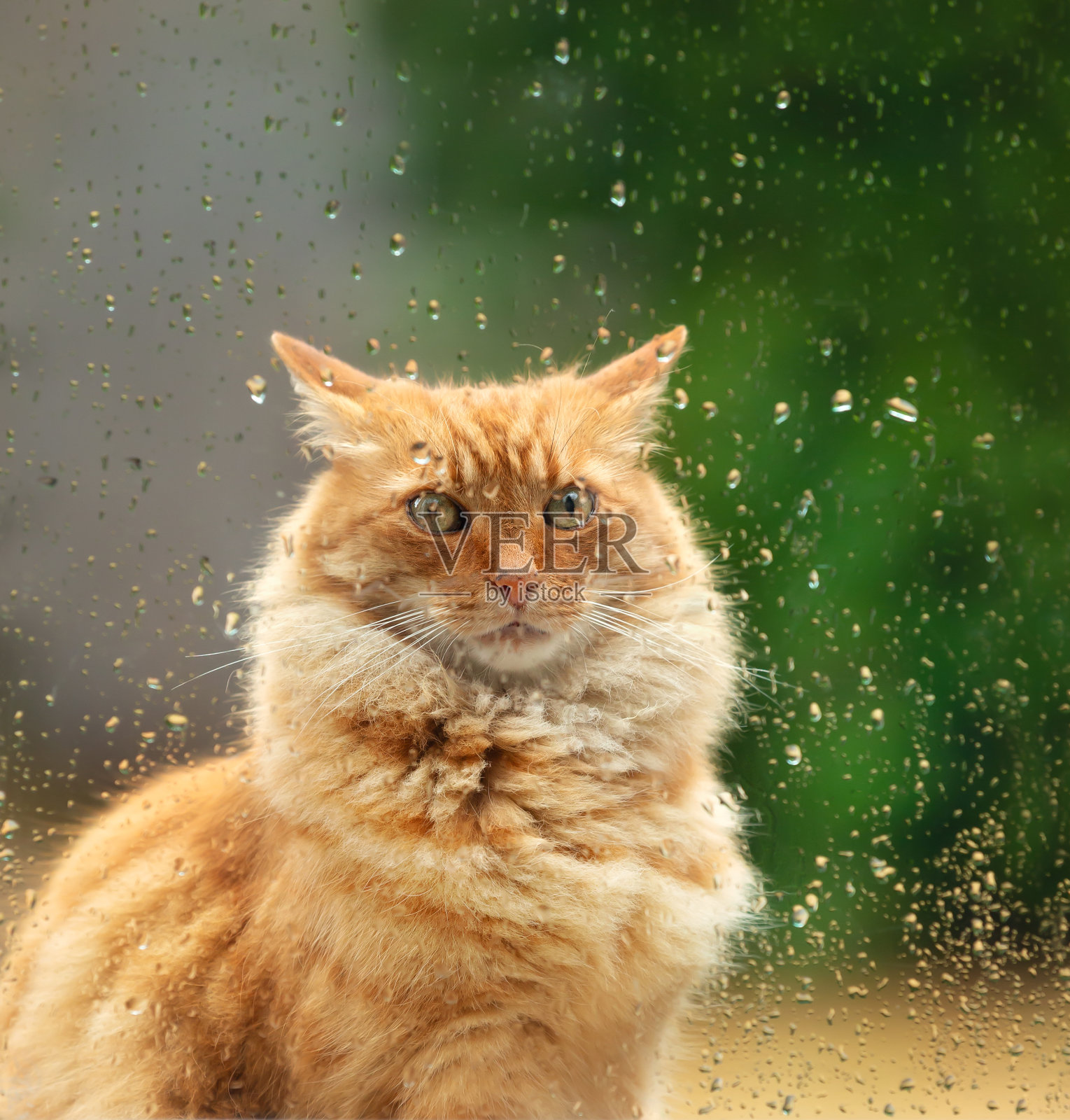 小黄猫下雨天坐在窗边照片摄影图片