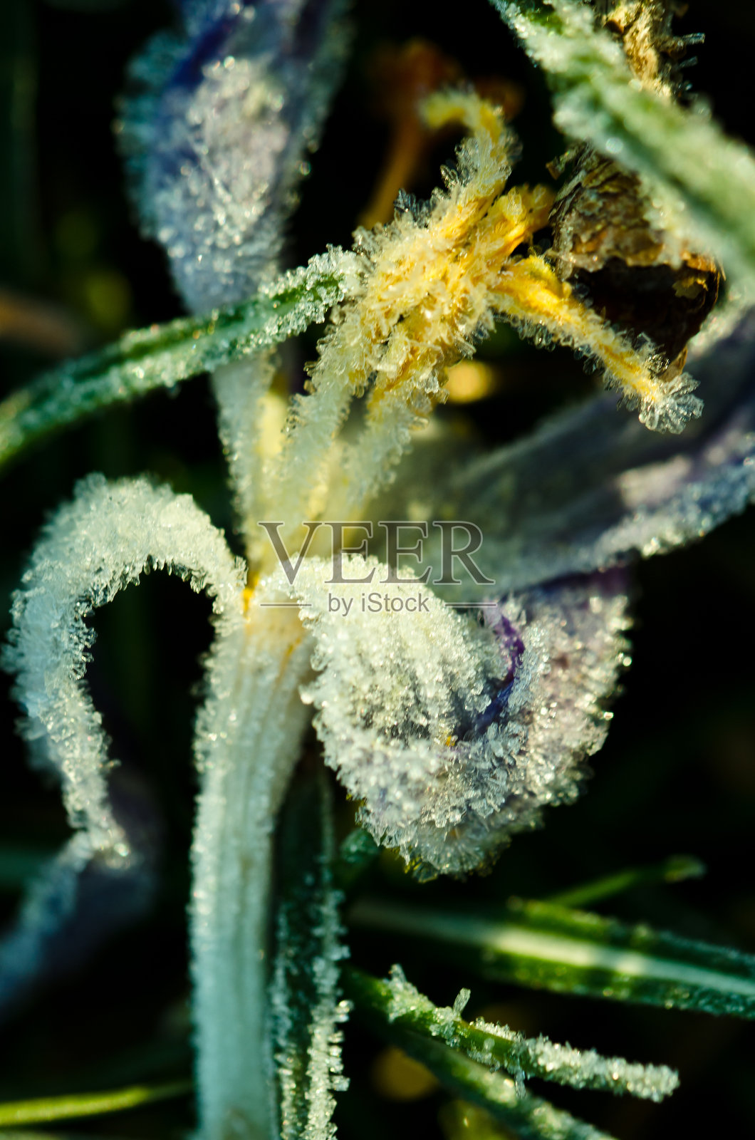 春天,叶子上结着冰晶的紫罗兰番红花照片摄影图片