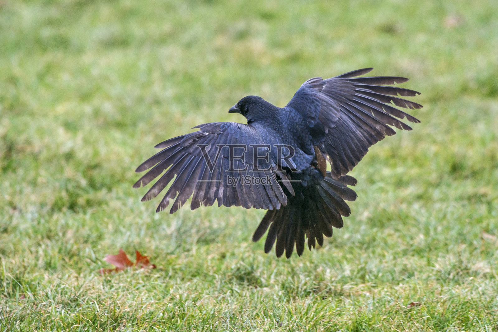 腐肉乌鸦,摄于德国,摄于欧洲。照片拍摄于2016年。照片摄影图片