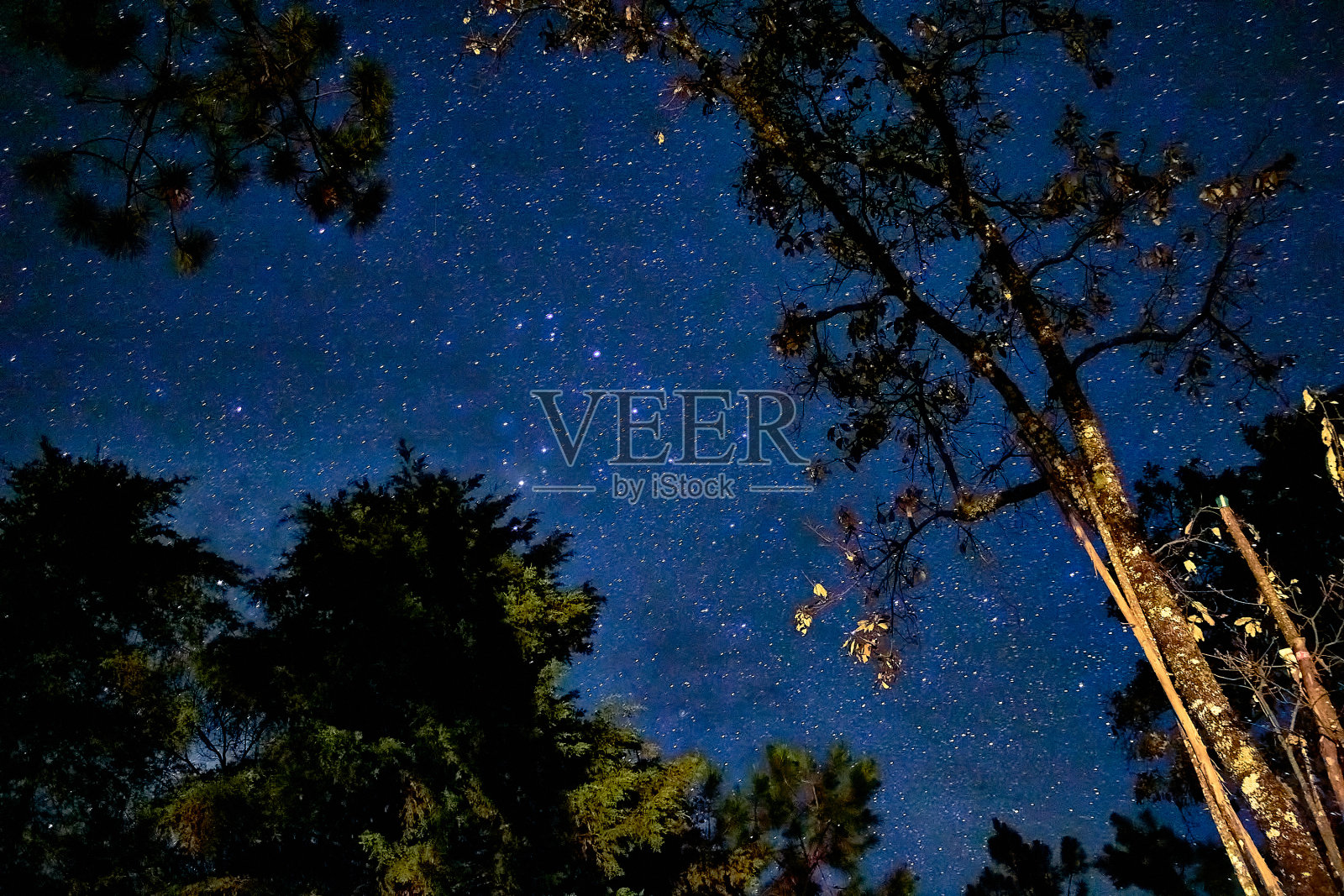 夜空繁星密布的夜森林照片摄影图片