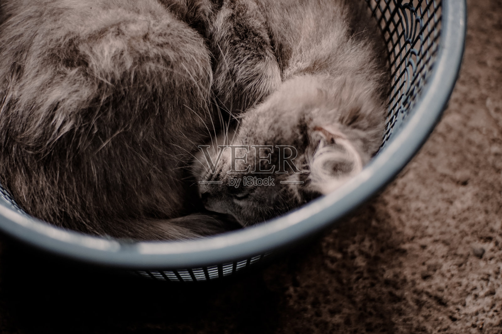 猫正在篮子里睡觉照片摄影图片