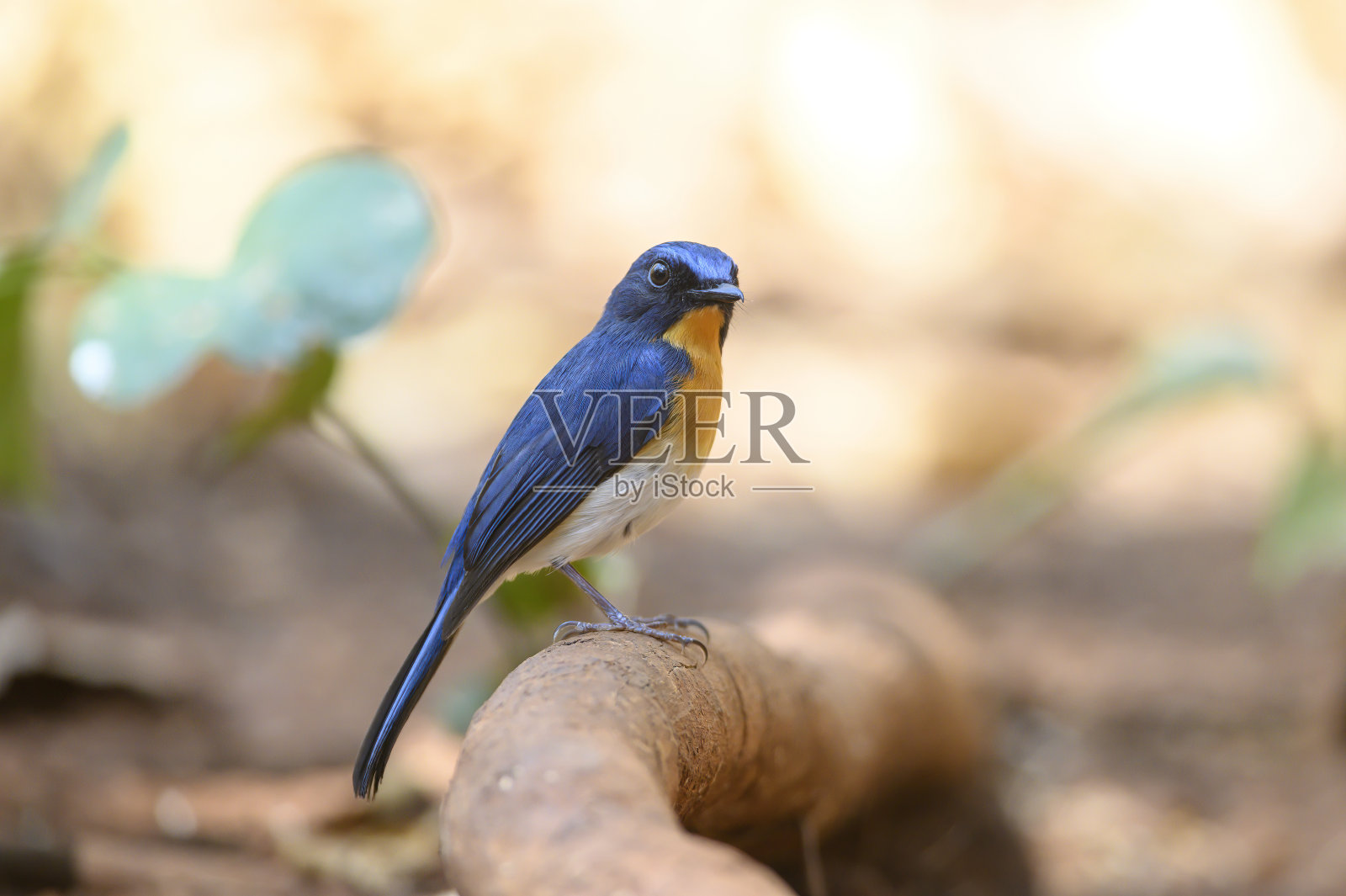 近距离雄性鸟的山蓝捕蝇照片摄影图片