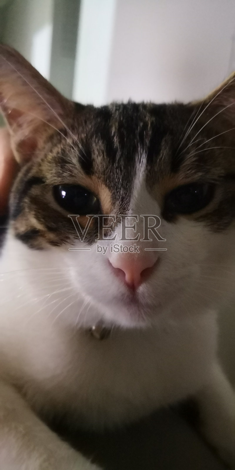 美女的猫照片摄影图片