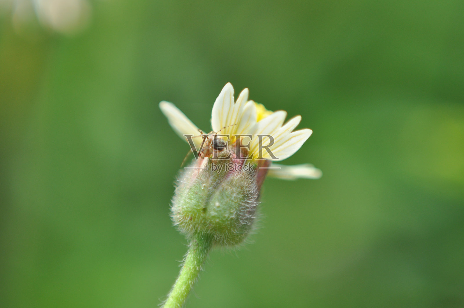 花照片摄影图片